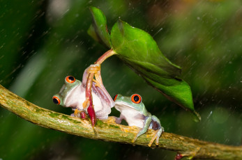 обоя животные, лягушки, colourfull, umbrella, frog, разноцветные, зеленые, лист, дождь, orange, red, eyes, leave, под, зонтом, beauty, rain, зонт, дружба, friendsheep, лапки, оранжевые, глаза, hd, держаться, древесные