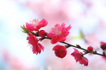 Картинка цветы цветущие+деревья+ +кустарники лепестки весна ветка сад природа