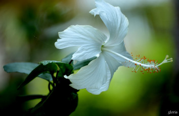 Картинка цветы гибискусы гибискус макро белый цветок