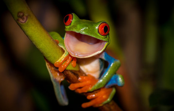 обоя животные, лягушки, frog, beauty, древесная, разноцветная, красные, глаза, стебель, лягушка, зеленая, orange, colourfull, red, eyes, hd, привет, рот, лапки, оранжевые