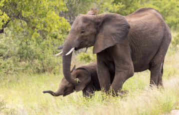 Картинка животные слоны слоненок слониха