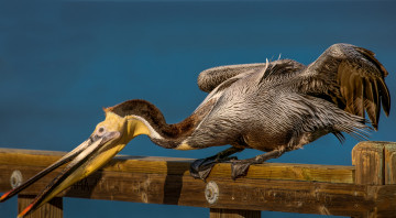 Картинка животные пеликаны пеникан