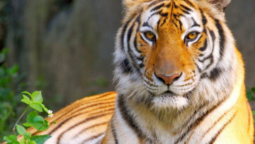 Картинка животные тигры king царь predator король тигр look eyes tiger взгляд cat кошка глаза хищник