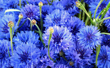 Картинка цветы васильки синий