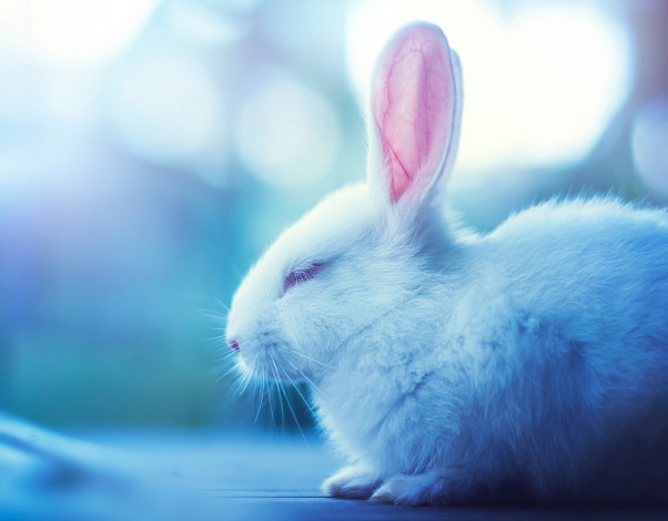 Обои картинки фото животные, кролики,  зайцы, белый, зайчик, профиль, мордочка, спит, кролик