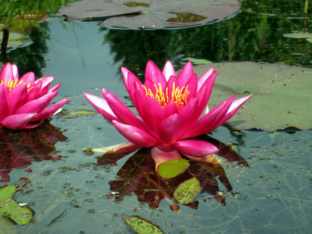 Обои картинки фото цветы, лилии водяные,  нимфеи,  кувшинки, розовый