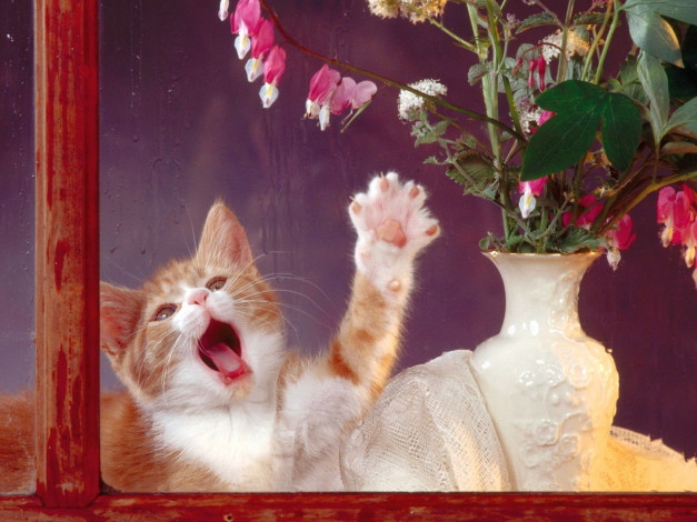 Обои картинки фото котенок, животные, коты, игра, окно, цветы