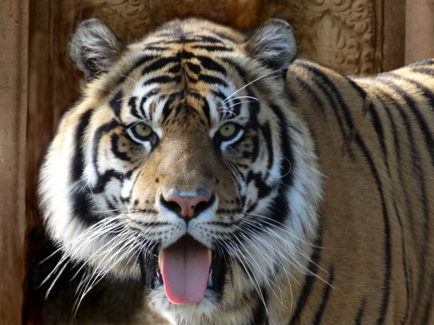 Обои картинки фото животные, тигры, тигр, язык, взгляд
