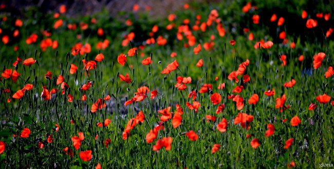 Обои картинки фото цветы, маки, красные, луг, поле