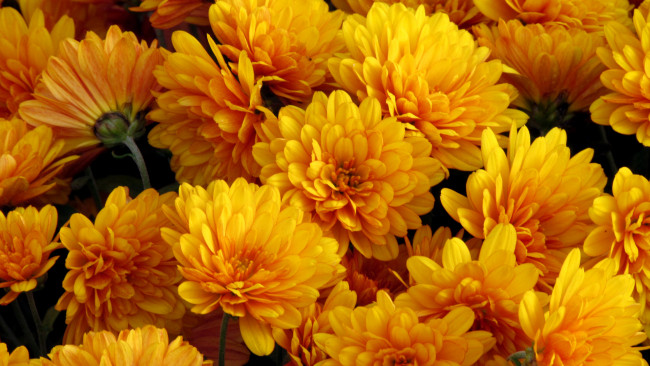 Обои картинки фото хризантемы, цветы