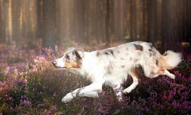 Обои картинки фото животные, собаки, друг, взгляд, собака, бежит, цветы, луг, лес
