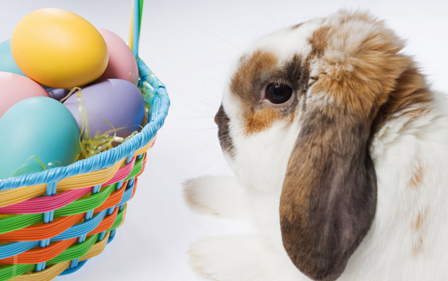 Обои картинки фото животные, кролики,  зайцы, яйца, кролик, пасха