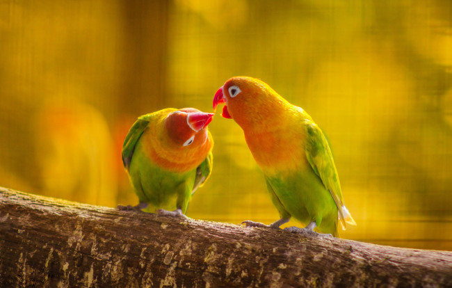 Обои картинки фото животные, попугаи, ветка, пара, попугай, поцелуй, птица, любовь, перья, хвост, клюв, листья, природа, лес