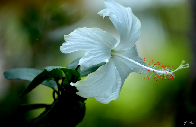 Обои картинки фото цветы, гибискусы, гибискус, макро, белый, цветок