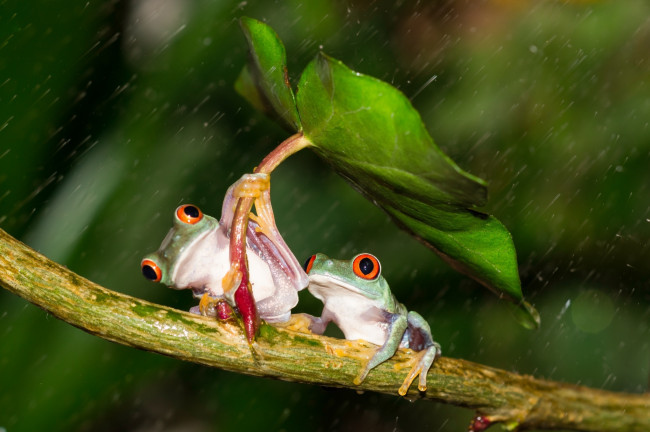 Обои картинки фото животные, лягушки, colourfull, umbrella, frog, разноцветные, зеленые, лист, дождь, orange, red, eyes, leave, под, зонтом, beauty, rain, зонт, дружба, friendsheep, лапки, оранжевые, глаза, hd, держаться, древесные