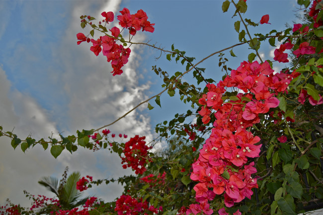 Обои картинки фото цветы, бугенвиллея, небо, красные