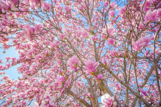 Обои картинки фото цветы, цветущие деревья ,  кустарники, дерево, небо, розовые, ветки