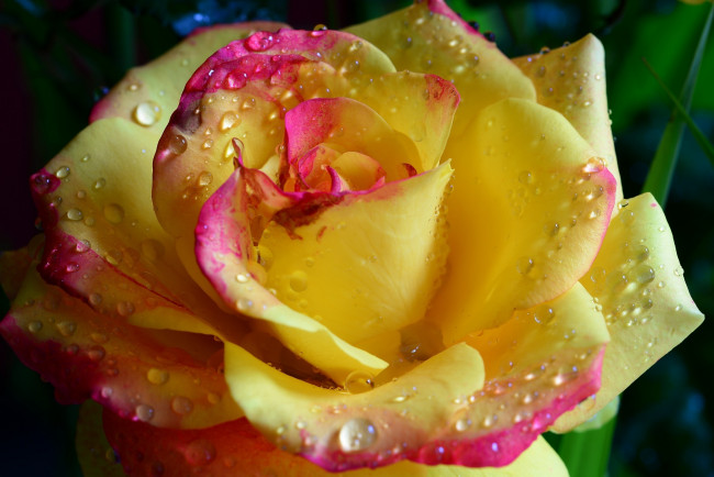 Обои картинки фото цветы, розы, beauty, water, drops, yellow, tender, hd, romantic, flower, rose, романтика, нежность, красота, капли, желтая, цветок, роза, emi