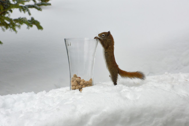 Обои картинки фото животные, белки, стакан, орешки, белка, зима, снег