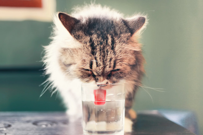 Обои картинки фото животные, коты, пьёт, вода, язык, котёнок, фон, стакан, кошка