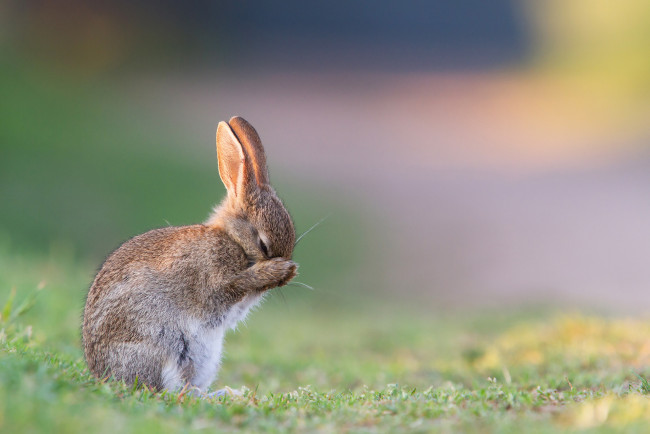 Обои картинки фото животные, кролики,  зайцы, трава, утро, зайчонок, лето