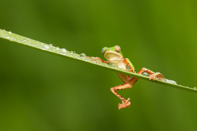 Обои картинки фото животные, лягушки, лапки, colourfull, разноцветная, зеленая, капли, глаза, оранжевые, frog, лягушка, древесная, rain, water, drops, eyes, дождь, orange