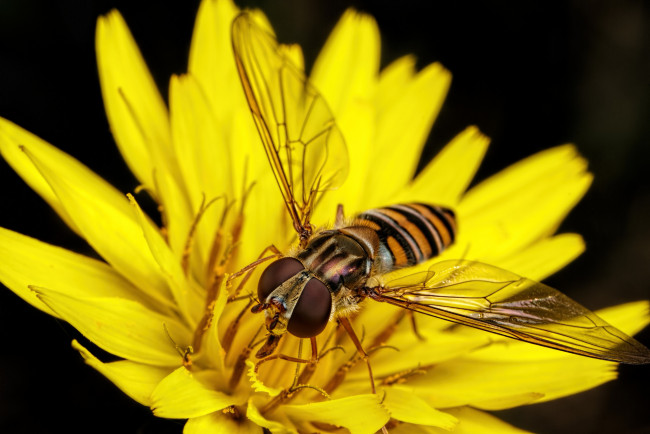 Обои картинки фото животные, насекомые, цветок, насекомое, жёлтый, макро