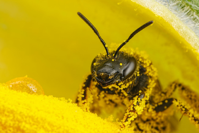 Обои картинки фото животные, пчелы,  осы,  шмели, цветок, жёлтый, макро, насекомое