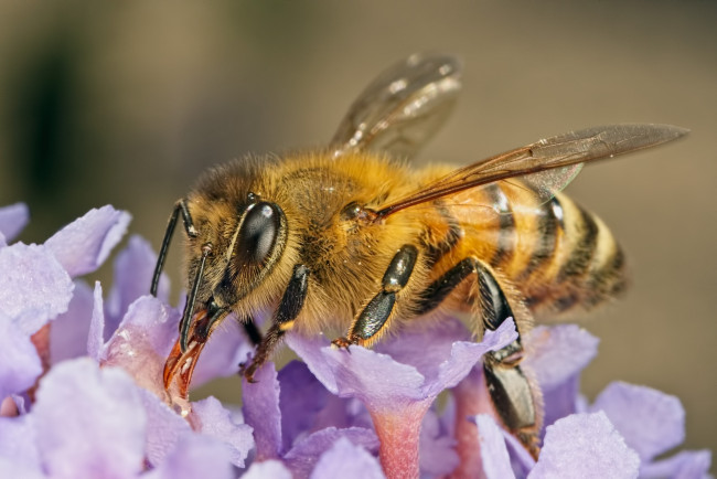Обои картинки фото животные, пчелы,  осы,  шмели, цветы, макро, пчела, насекомое