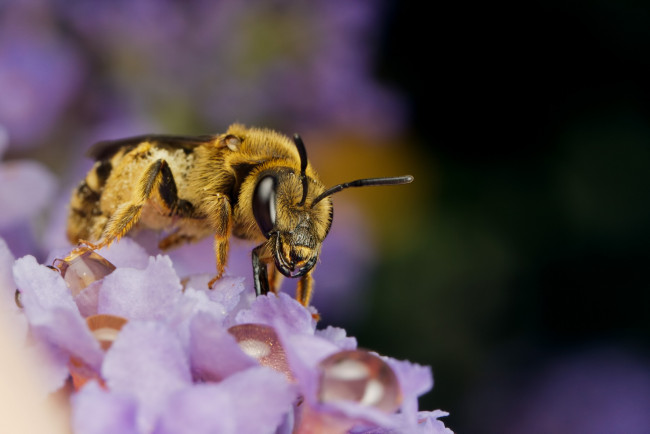 Обои картинки фото животные, пчелы,  осы,  шмели, цветы, насекомое, макро, пчела