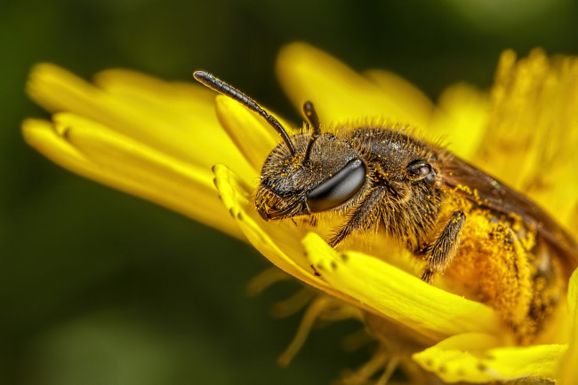 Обои картинки фото животные, пчелы,  осы,  шмели, макро, насекомое, утро, фон, цветок, пчела, усики, пыльца, одуванчик