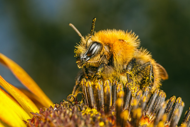 Обои картинки фото животные, пчелы,  осы,  шмели, макро, жёлтый, насекомое, цветок