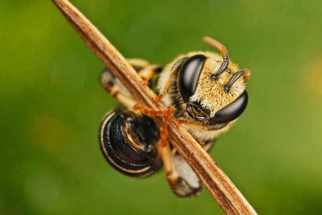 Обои картинки фото животные, пчелы,  осы,  шмели, зелёный, фон, насекомое, травинка, макро
