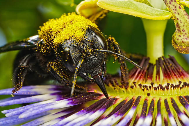 Обои картинки фото животные, пчелы,  осы,  шмели, жёлтые, кружочки, макро, пасифлора, насекомое, цветок