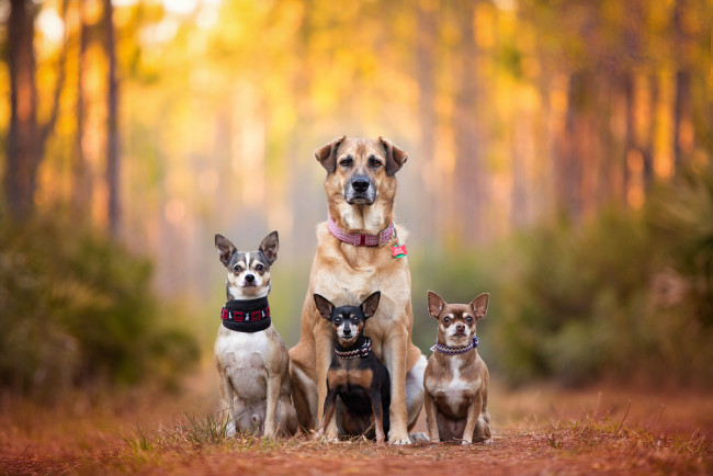 Обои картинки фото животные, собаки, семья, Чихуахуа, kaylee, greer, bokeh, chihuahua, dog, family, cute, dogs, breath, пинчер