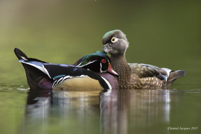 Обои картинки фото животные, утки, романтика, вода, озеро, утки-мандаринки