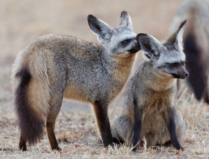 Картинка животные лисы пара лиса лисица большеухая
