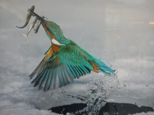 Картинка животные зимородки птица зимородок полет рыба добыча снег лед полынья вода всплеск