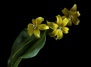 Картинка цветы лилии +лилейники эритрониум флора цветок erythronium