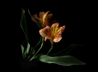 Картинка цветы альстромерия цветок флора