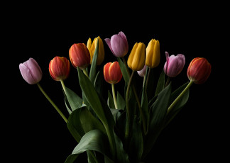 Картинка цветы тюльпаны флора