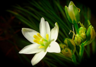 Картинка цветы тюльпаны флора растение