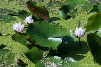 Картинка цветы лилии+водяные +нимфеи +кувшинки водоём флора водяная лилия