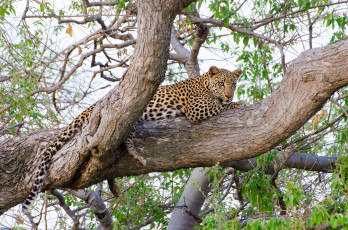 Картинка животные леопарды лежит отдых наблюдение
