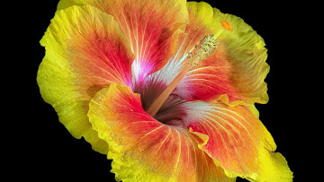 Картинка цветы гибискусы флора цветок гибискус