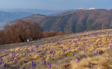 Картинка карпаты +украина природа горы весна крокусы цветы луг