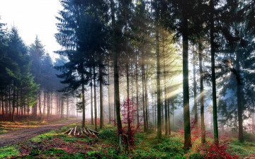 Картинка природа лес свет лучи деревья