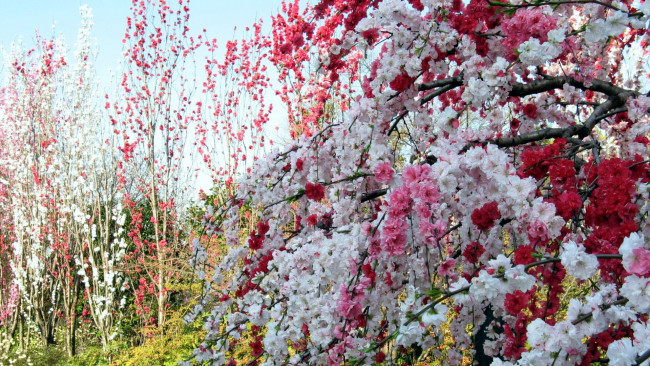 Обои картинки фото цветы, цветущие деревья ,  кустарники, весна, цветение