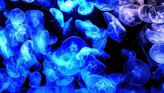Обои картинки фото животные, медузы, синие, море