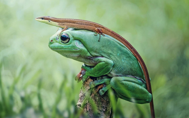 Обои картинки фото животные, разные вместе, Ящерица, сидит, на, большой, зеленой, лягушке